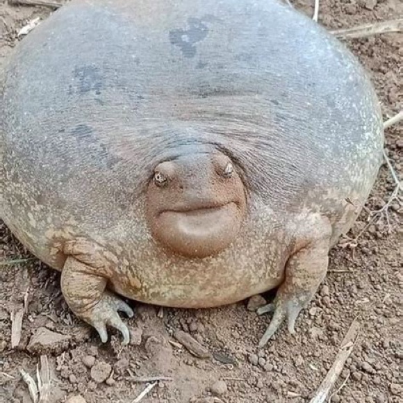 Meet your Posher, Lindsey - Picture 1 of 1